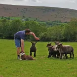 People in a field instructing a sheepdog to round up pygmy goats.